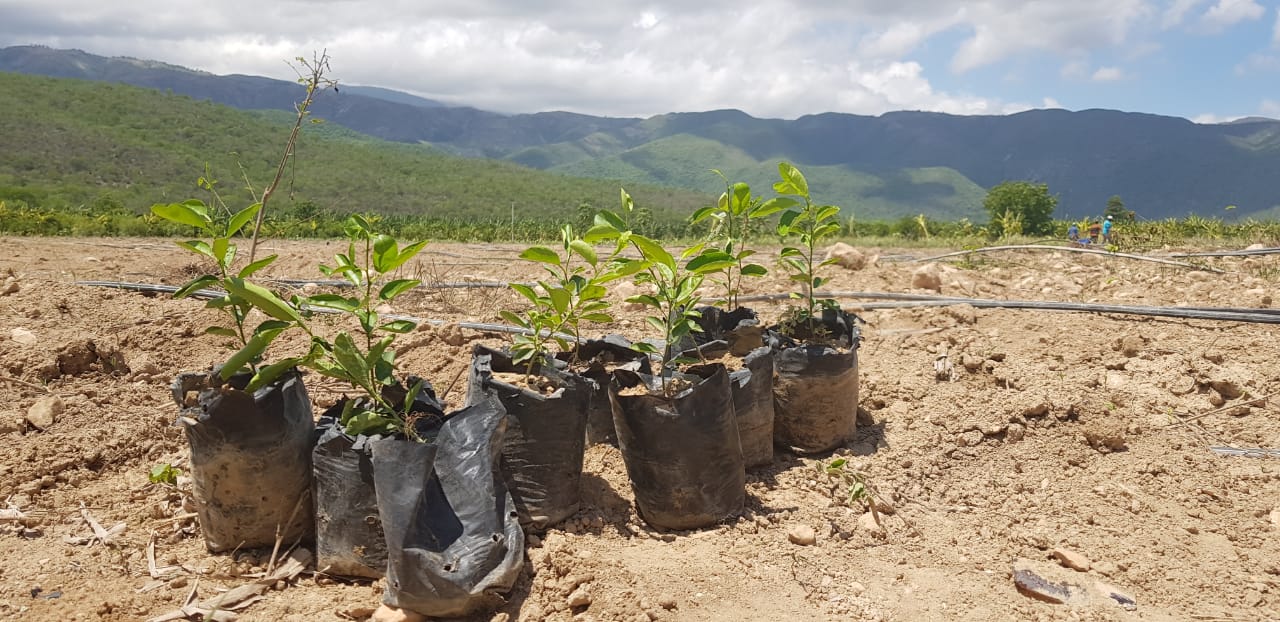 Instalan parcelas demostrativas para el cultivo de frutales