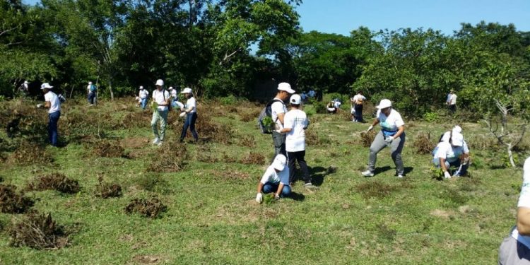Medio Ambiente planta más de 1 millón 460 mil árboles en el “Mes de la Reforestación”