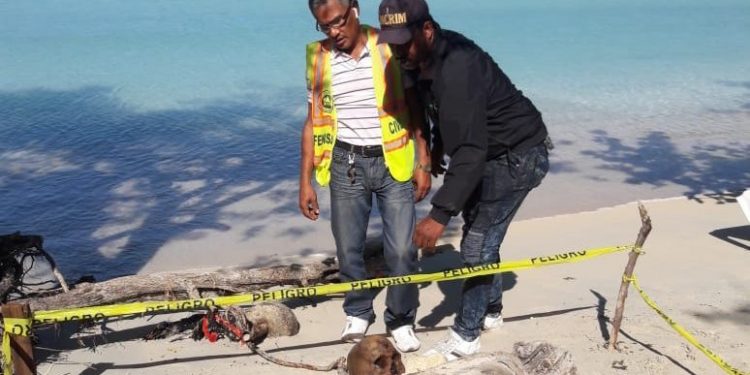 Cráneo humano fue encontrado en playa La Ensenada