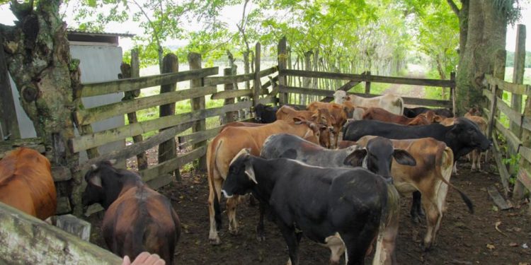 En Hato Mayor multarán dueños de animales callejeros