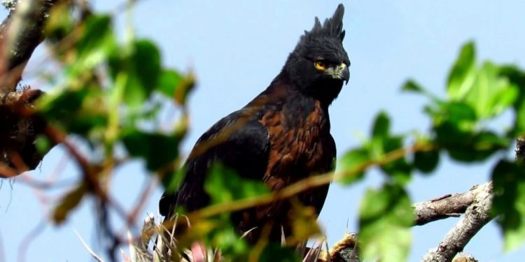 En Ecuador unas 400 aves están amenazadas de acuerdo a Lista Roja