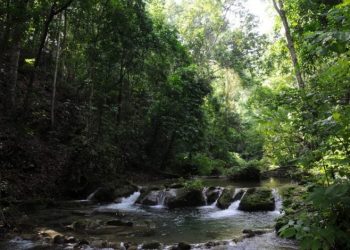 Medio Ambiente destaca mejoría de la naturaleza en “Día Mundial del Ambiente” ante pandemia Covid-19