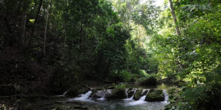 Medio Ambiente destaca mejoría de la naturaleza en “Día Mundial del Ambiente” ante pandemia Covid-19
