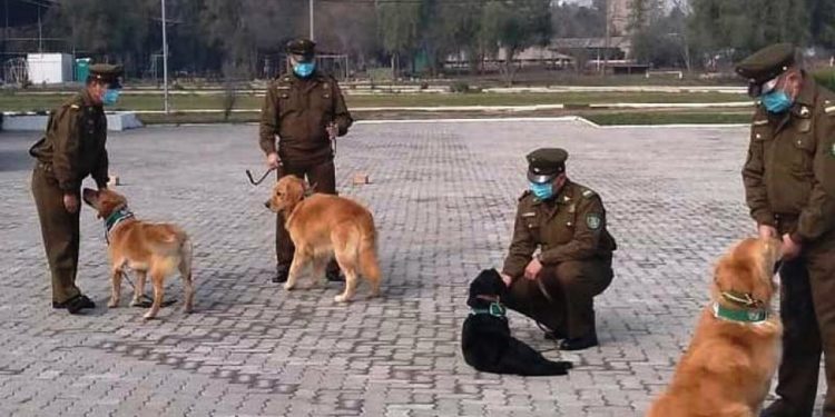 En Chile adiestran perros policías para detectar casos COVID-19