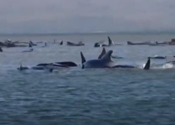 Mueren en Australia 380 ballenas varadas en una bahía