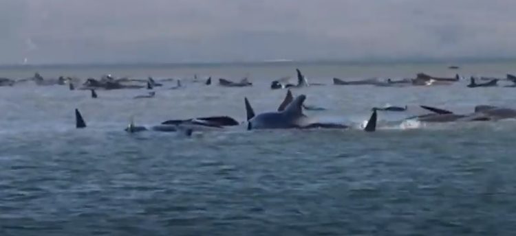 Mueren en Australia 380 ballenas varadas en una bahía