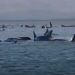 Mueren en Australia 380 ballenas varadas en una bahía