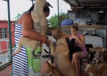Bienestar animal, primera victoria de la sociedad civil en Cuba