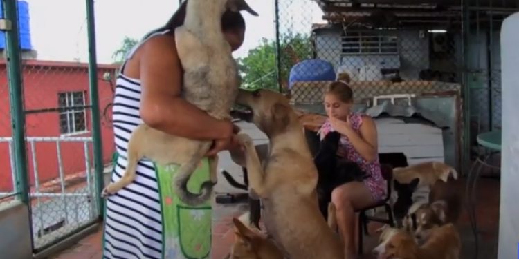 Bienestar animal, primera victoria de la sociedad civil en Cuba
