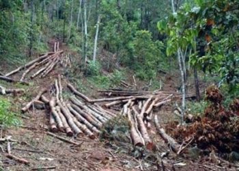 Ante deforestación en Loma Novillero Medio Ambiente interviene el área verde