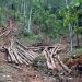 Ante deforestación en Loma Novillero Medio Ambiente interviene el área verde