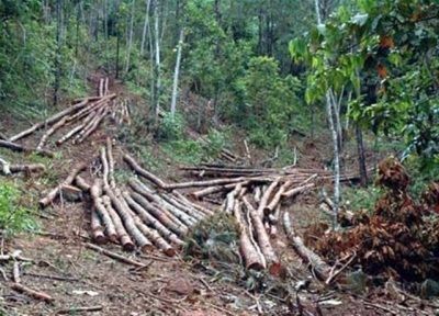 Ante deforestación en Loma Novillero Medio Ambiente interviene el área verde