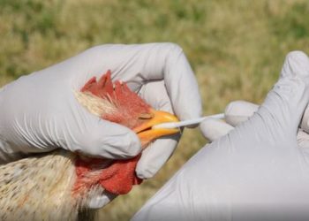 En Francia detectan primer foco de gripe aviar peligrosa en este año