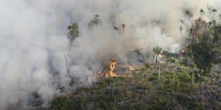 La Amazonia perdió 8% de su territorio en 18 años por deforestación |