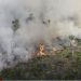 La Amazonia perdió 8% de su territorio en 18 años por deforestación |