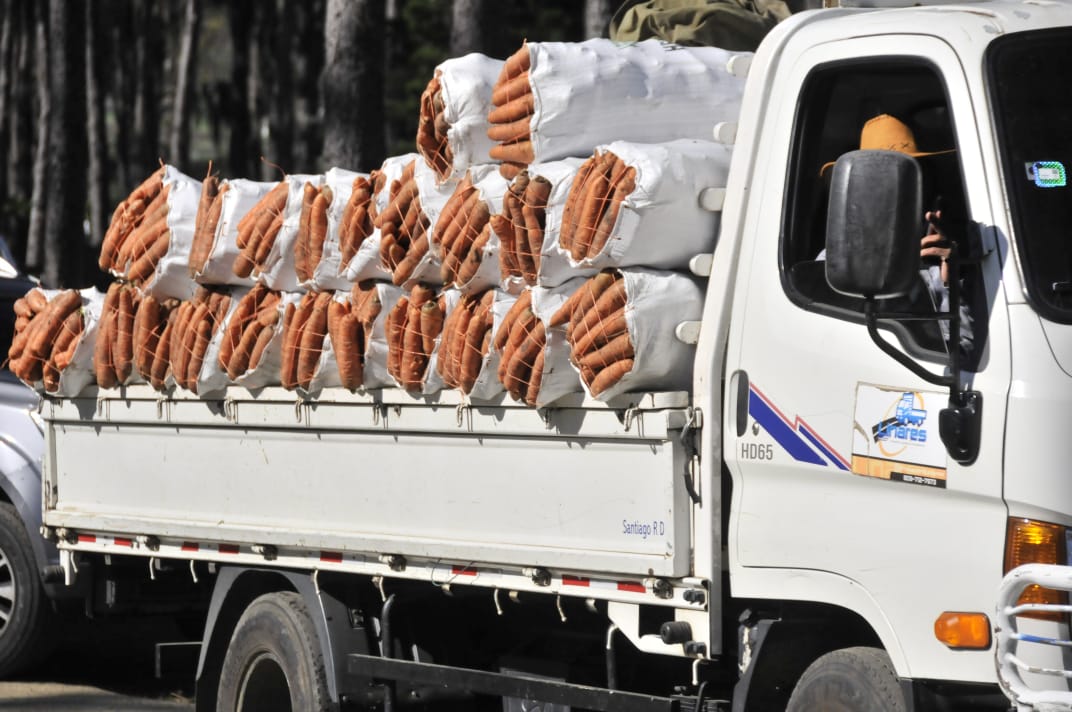 Agricultura interviene producción de zanahorias en Constanza 