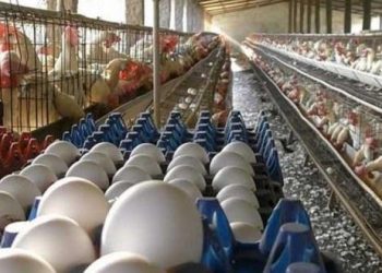 Agricultura interviene en precio del huevo