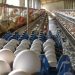 Agricultura interviene en precio del huevo