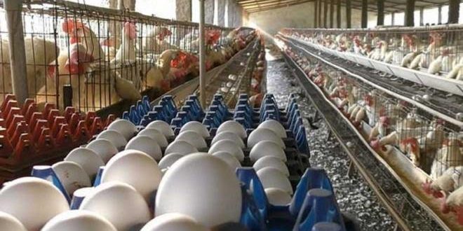 Agricultura interviene en precio del huevo