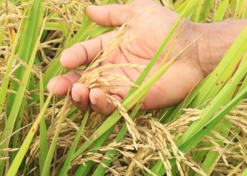 Inicia cosecha de arroz; se proyecta producir 14 millones de quintales para 2021