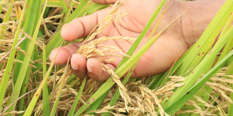 Inicia cosecha de arroz; se proyecta producir 14 millones de quintales para 2021