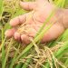 Inicia cosecha de arroz; se proyecta producir 14 millones de quintales para 2021