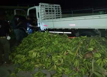 Ocupan 37 paquetes  Cocaina escondido en carga de plátanos