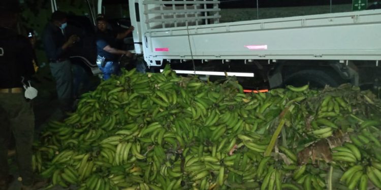 Ocupan 37 paquetes  Cocaina escondido en carga de plátanos