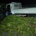 Ocupan 37 paquetes Cocaina escondido en carga de plátanos