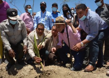 FEDA inicia siembra 50 mil tareas de Coco en Enriquillo, Barahona