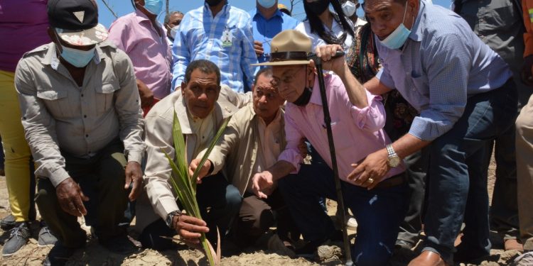 FEDA inicia siembra 50 mil tareas de Coco en Enriquillo, Barahona