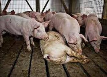 Prohibe traslado de cerdos y productos porcinos desde zonas afectadas en RD