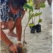 Actor Mario Casas participa en jornada plantación de mangle