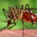 Ascienden a  11 las defunciones por dengue