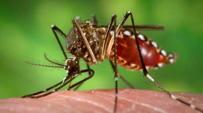 Ascienden a 11 las defunciones por dengue