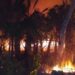 Está controlado incendio forestal en Cap Cana según autoridades