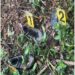 Identifican osamenta encontrada en campus PUCMM Santiago