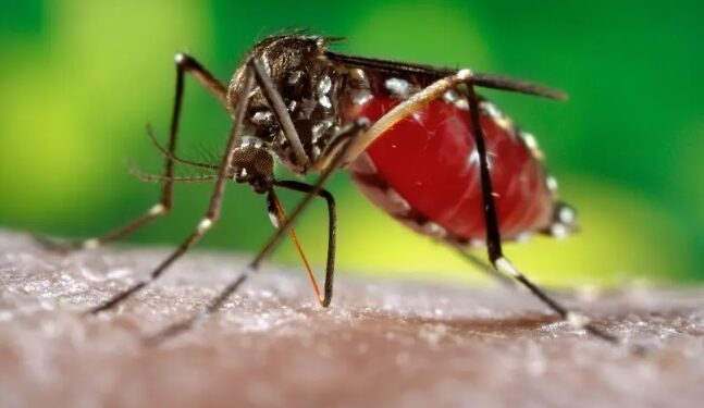 Casos de dengue se duplican, con relación al año pasado; ocho defunciones