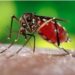Casos de dengue se duplican, con relación al año pasado; ocho defunciones
