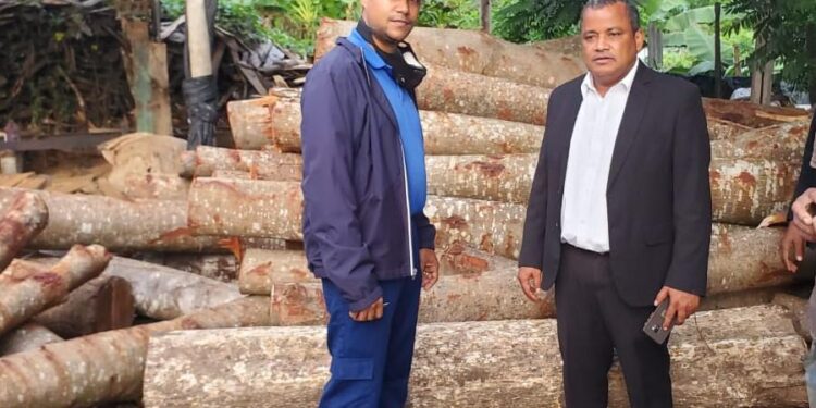 Procuraduría Ambiental allana aserraderos y ocupa caobas taladas por Alcalde de Palmarejo