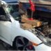 Conductor resulta herido al impactar vehículo con una patana en avenida Duarte