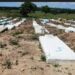 A más de 4 años continúa sin ser oficializado cementerio improvizado en Los Alcarrizos