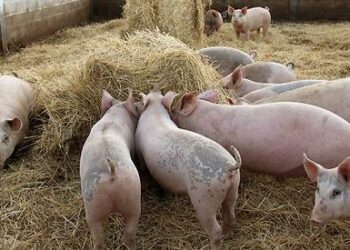Empresas porcinas denuncian funcionarios y políticos de oposición atentan contra ese sector