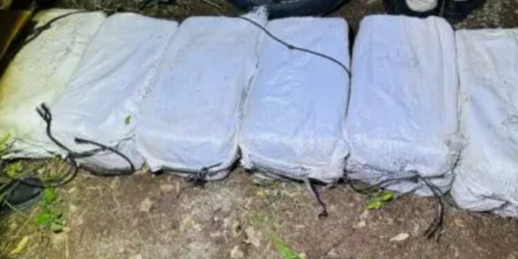 Ocupan cocaína en carga de guineos que sería embarcada a Holanda