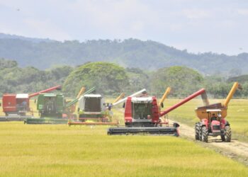 Comisión Arrocera y gobierno dominicano acuerdan banda de precio del arroz sin afectar consumidor