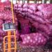 Productores y  comerciantes de cebolla del sur demandan pago de más de 600 millones de pesos en  Agricultura