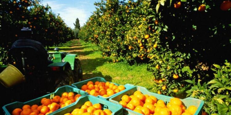 Alertan sobre  escasez jugo de naranja  ante la sequía que afecta las plantaciones