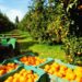 Alertan sobre escasez jugo de naranja ante la sequía que afecta las plantaciones