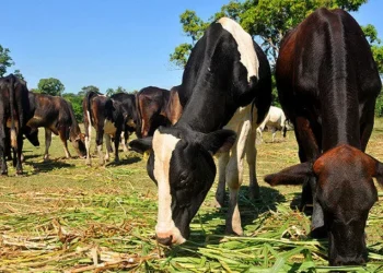 Comerciantes en Elías Piña piden al Gobierno ser tomados en cuenta tras cierre de frontera