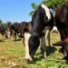 Comerciantes en Elías Piña piden al Gobierno ser tomados en cuenta tras cierre de frontera